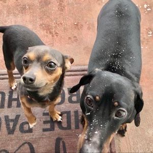 Meet your Posher, Bell